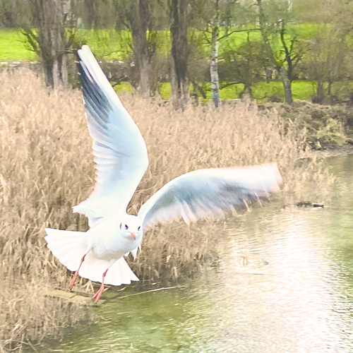 fliegende Möwe von Corinna Fanni, Coach für Nervensystemregulation und emotionale Balance.